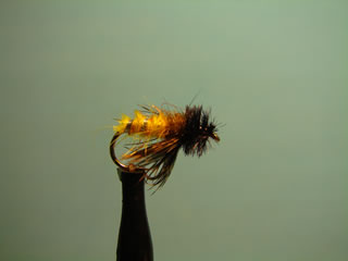 Peeking Caddis (14)